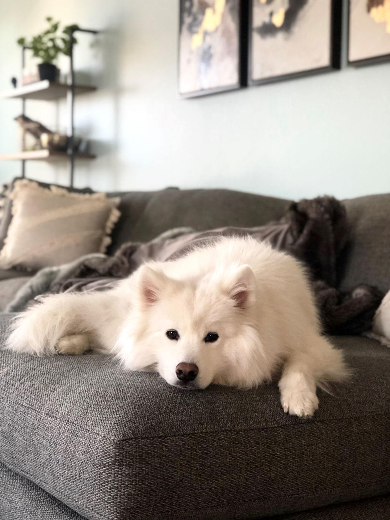 kota